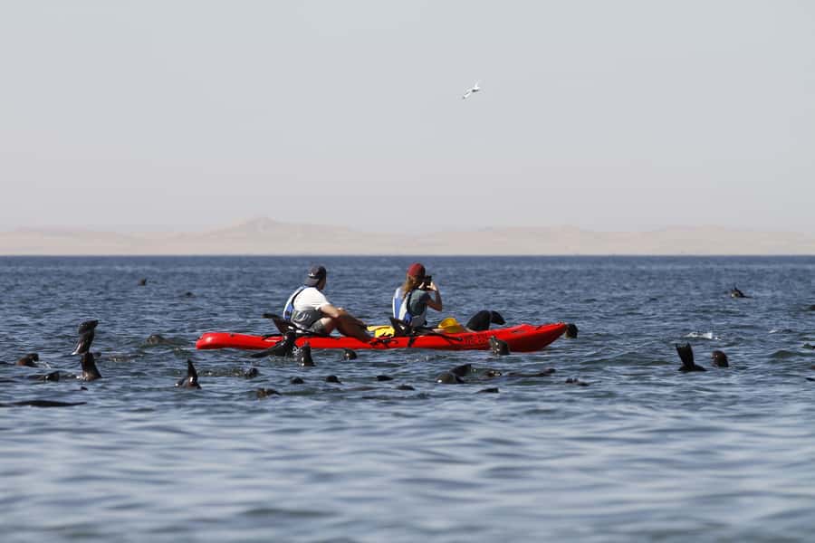 Pelican Point: Kayak with Seals Experience - What the $200 Price Includes