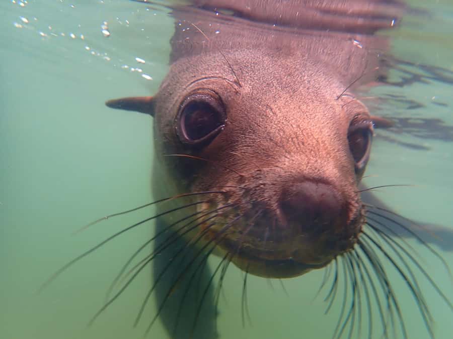 Pelican Point: Kayak with Seals Experience - The Catamaran Ride Across Walvis Bay