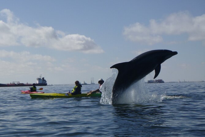 Pelican Point Kayaking Half-Day Tour - What makes this Walvis Bay tour worth your morning