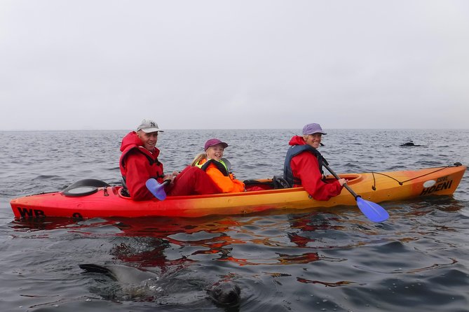 Pelican Point Kayaking Half-Day Tour - Why the kayaking feels easier than it sounds