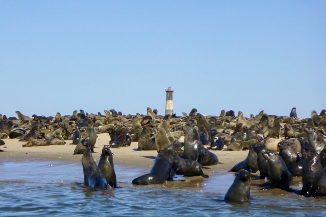 Pelican Point Kayaking Half-Day Tour - Guides who add more than paddling tips