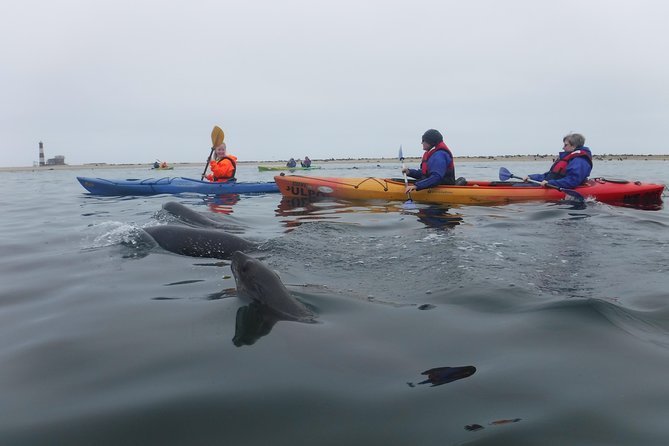 Pelican Point Kayaking Half-Day Tour - Weather, cancellations, and the best person for this tour