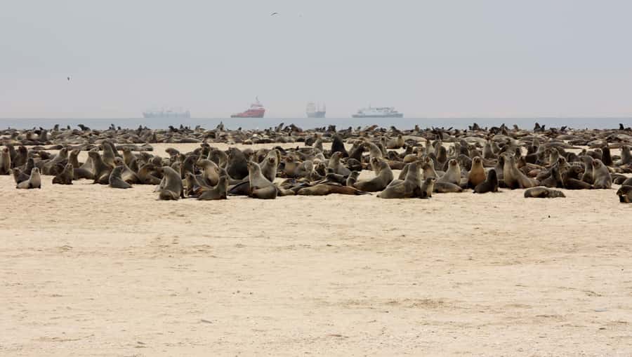 Pelican Point Peninsula Tour - Booking Flexibility and Practical Timing