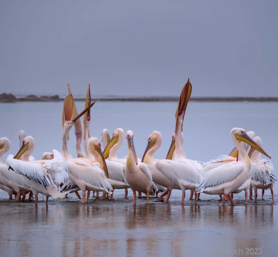 Pelican Point Peninsula Tour - Who Will Get the Most From This Tour