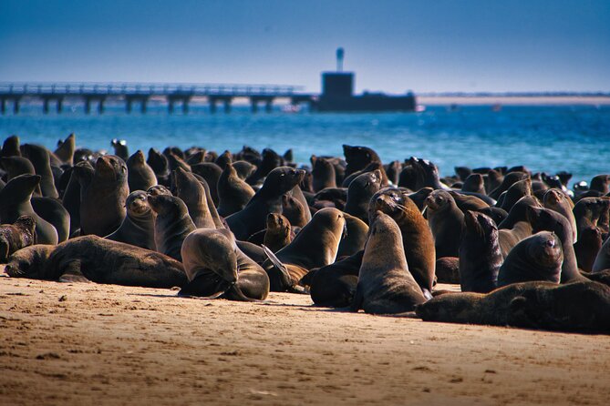 Pelican Point Peninsula Tour- visit the seal colony - Key points to know before booking