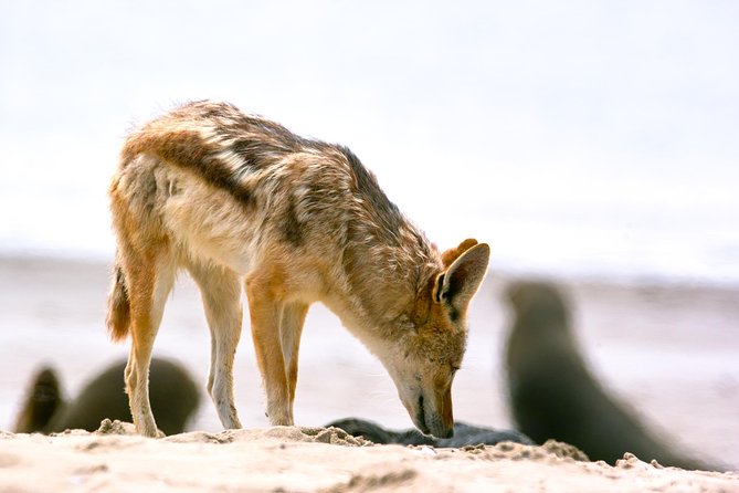 Pelican Point Peninsula Tour- visit the seal colony - Four-wheel-drive access to Pelican Point