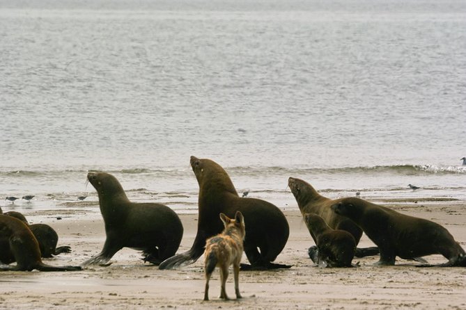 Pelican Point Peninsula Tour- visit the seal colony - The Pelican Point Lighthouse and shipwreck