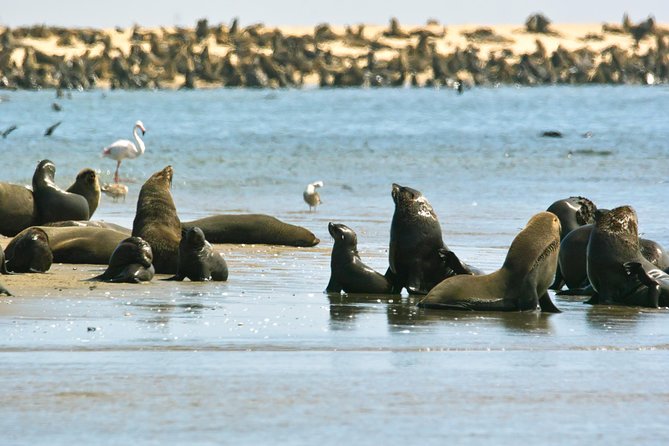 Pelican Point Peninsula Tour- visit the seal colony - Refreshments that make the stop feel personal
