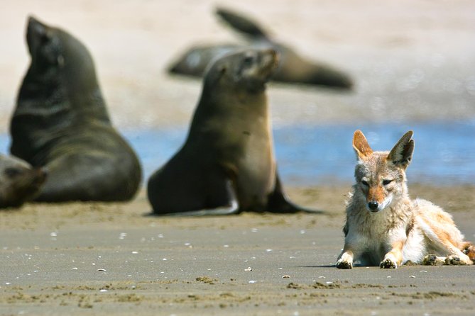 Pelican Point Peninsula Tour- visit the seal colony - What the $114.94 price really covers