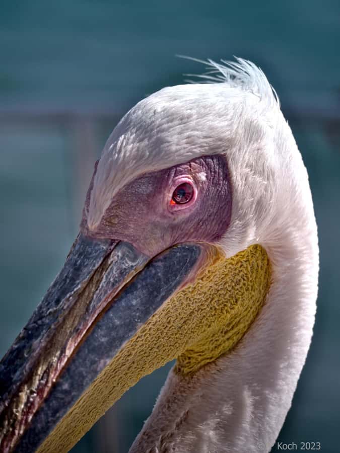 Pelican Point Peninsula Tour - Seeing How Walvis Bay Makes Salt