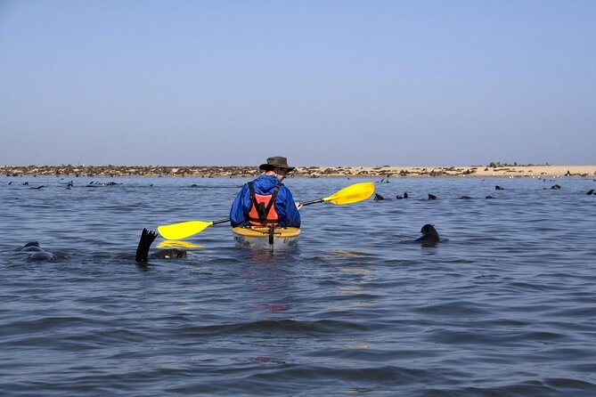 Pelican Point Seal Colony 4x4 Tour - Key points to know before you book