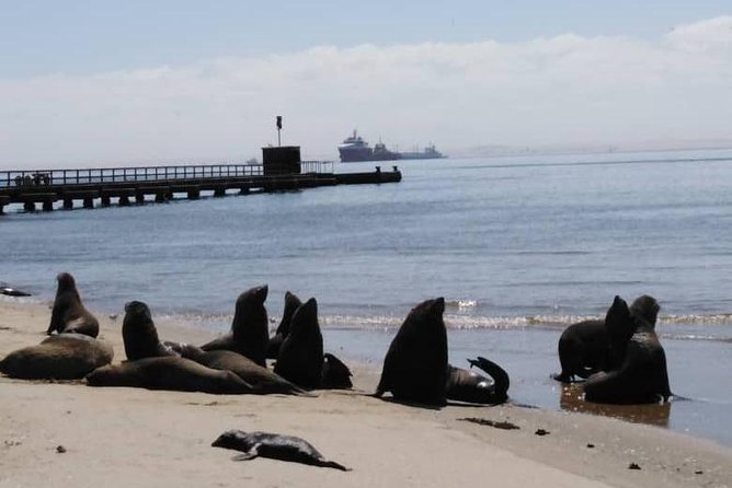 Pelican Point Seal Colony 4x4 Tour - Wind, weather, and what to bring