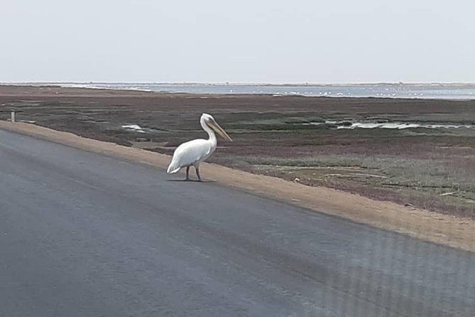Pelican Point Seal Colony 4x4 Tour - Birdwatching before the seals