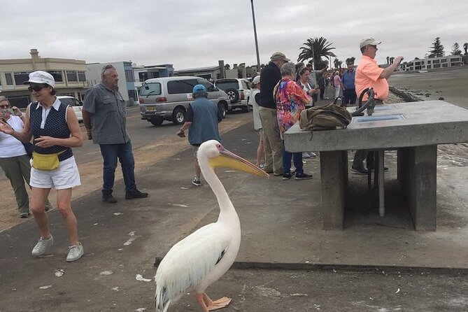 Pelican Point tours,Lagoon tours, Dune7 Adventure - Key points about this Walvis Bay private tour