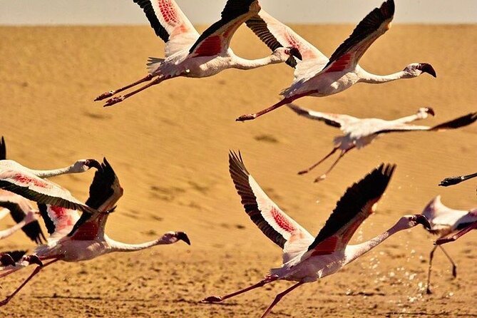 Pelican Point tours,Lagoon tours, Dune7 Adventure - Why this Walvis Bay outing works so well