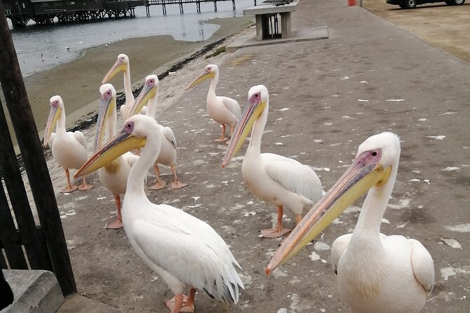 Pelican Point tours,Lagoon tours, Dune7 Adventure - Is $250 per person a fair price?