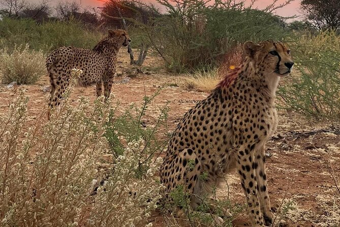 Predator Encounter: Half-Day Carnivore Feeding Windhoek - Meeting the ambassador animals at Naankuse