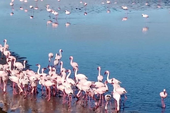 Private Half Day Coast Tour of Walvis Bay and Swakopmund City - What the private format really gives you