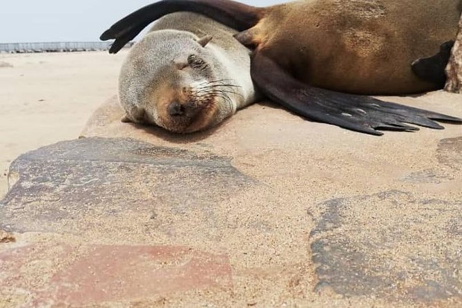 Private Half Day Coast Tour of Walvis Bay and Swakopmund City - Is $201.54 per person a fair price?