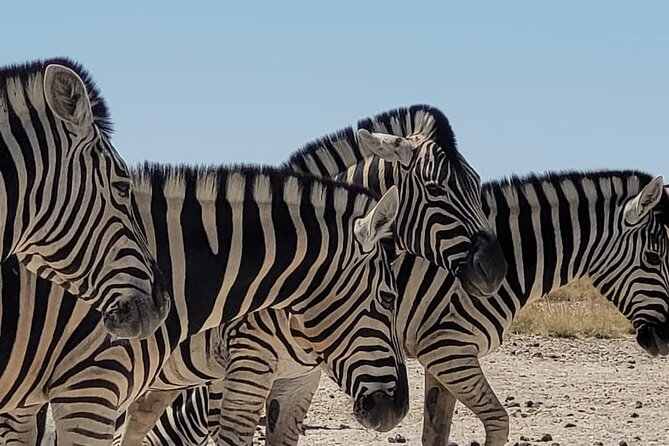 Private Multi-Day Tour Self-Drive for Beginners Safari in Namibia - Day 3 and 4: Etosha’s waterholes and wildlife