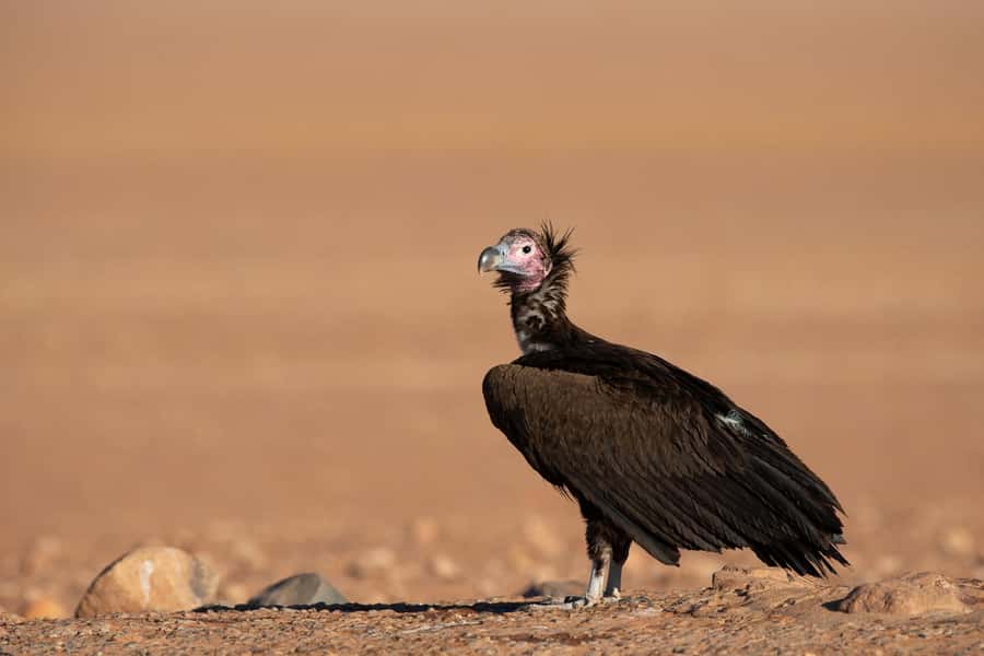 Private Sandwich Harbour 4x4 Tour with Lunch - Walvis Bay - Is $323 per person good value?