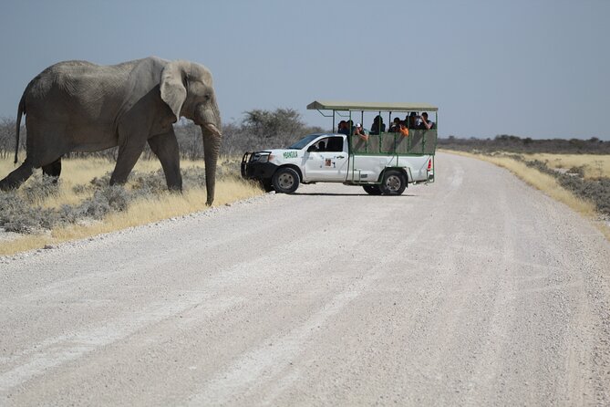 Safari in Etosha national park with professional tour guides born in Etosha. - Searching the watering holes for wildlife