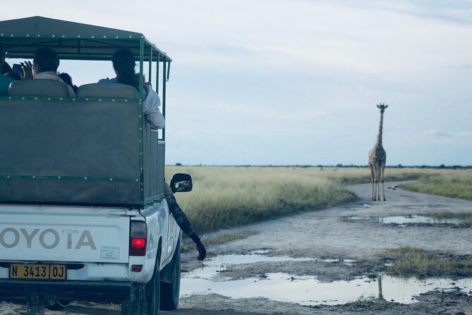 Safari in Etosha national park with professional tour guides born in Etosha. - What the open-sided vehicle is like