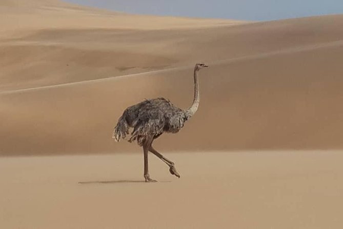 Sandwich Harbour 4x4 guided tours.Join us for an awe inspiring adventure. - Wildlife, birds, and the lagoon