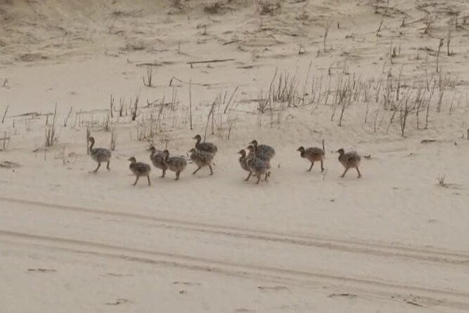 Sandwich Harbour 4x4 Private Guided Tour - Your very own private tour! - The 4x4 dune ride, from scenic to thrilling