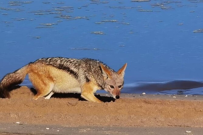 Sandwich Harbour 4x4 Private Guided Tour - Your very own private tour! - Views, photos, and possible animal sightings
