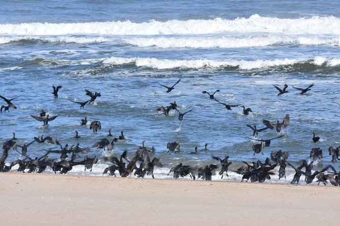 Sandwich Harbour Adventure: Seals and Sandwich harbour dune drive - Photo stops, dune walks, and lunch