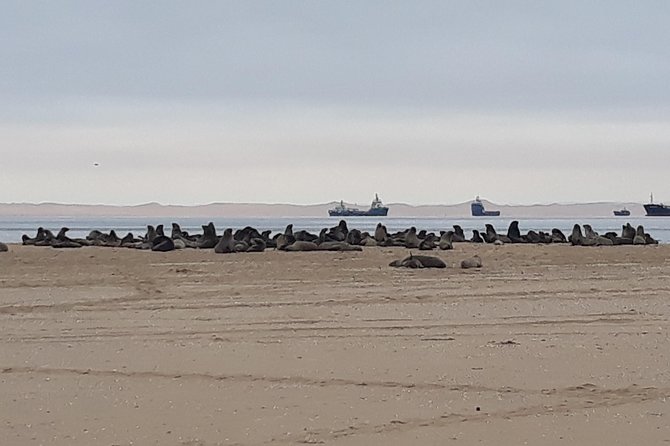 Sandwich Harbour Adventure: Seals and Sandwich harbour dune drive - Guides, languages, and the quality of the drive