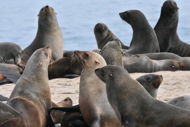 Sandwich Harbour Adventure: Seals and Sandwich harbour dune drive - Comfort, weather, and what to pack