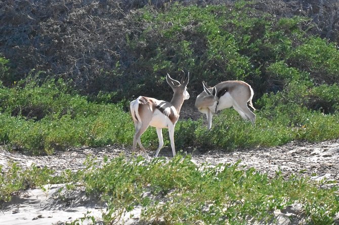 Sandwich harbour and Welwitschia Tour - The Moon Landscape and ancient rock