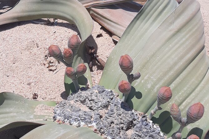 Sandwich harbour and Welwitschia Tour - Meeting the Welwitschia plant