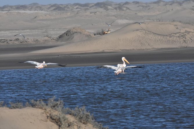 Sandwich harbour and Welwitschia Tour - Walvis Bay, flamingos, and salt