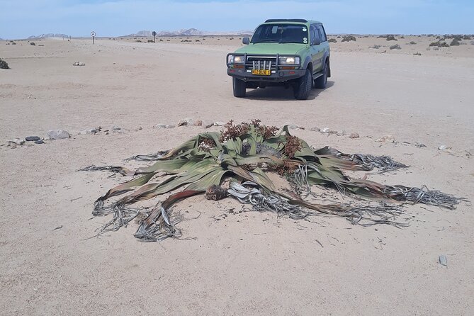 Sandwich harbour and Welwitschia Tour - Guides, group size, and the feel of the day