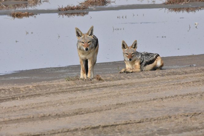 Sandwich harbour and Welwitschia Tour - Goanikontes, an oasis in hard country