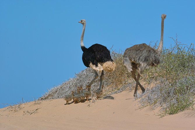 Sandwich Harbour Half-Day 4x4 Tour (5 hours) from Walvis Bay - Wildlife between salt, sand, and sea
