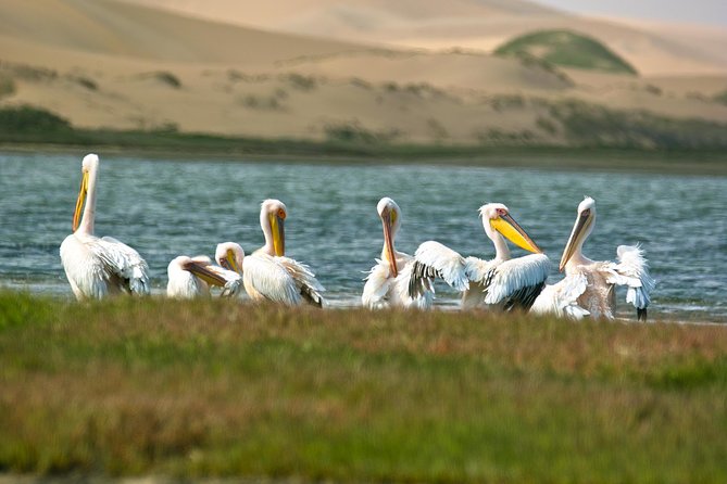Sandwich Harbour Half-Day 4x4 Tour (5 hours) from Walvis Bay - Lunch, refreshments, and the oyster question