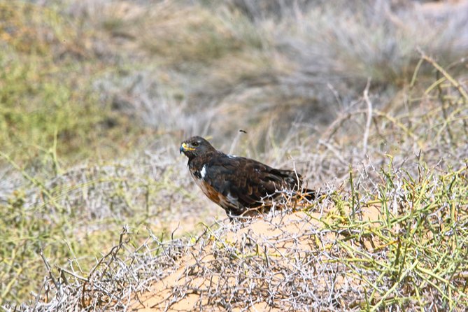 Sandwich Harbour Half-Day 4x4 Tour (5 hours) from Walvis Bay - The 4x4 ride to Sandwich Harbour