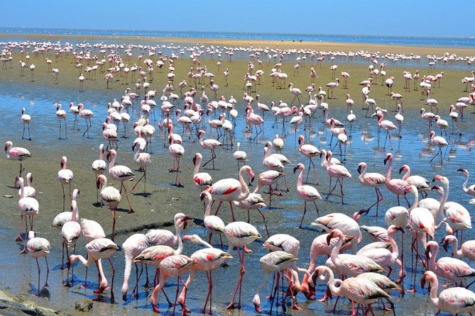 Sandwich Harbour Half Day Excursion - Who will enjoy this Sandwich Harbour trip?