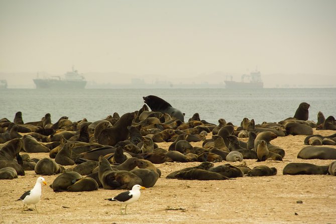 Sandwich Harbour & Pelican Point Full Day Tour - Key points before you book