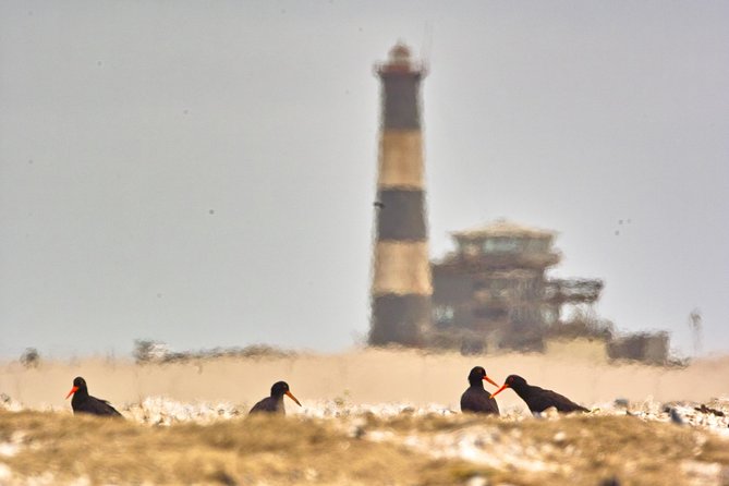 Sandwich Harbour & Pelican Point Full Day Tour - Why this Walvis Bay day trip works