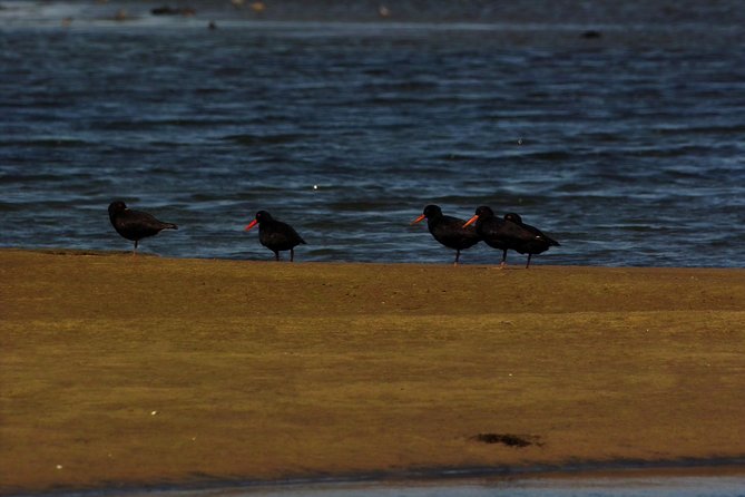Sandwich Harbour & Pelican Point Full Day Tour - Sandwich Harbour, where dunes meet the Atlantic