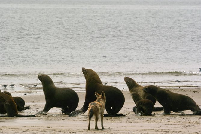 Sandwich Harbour & Pelican Point Full Day Tour - A picnic lunch in the Namib Desert