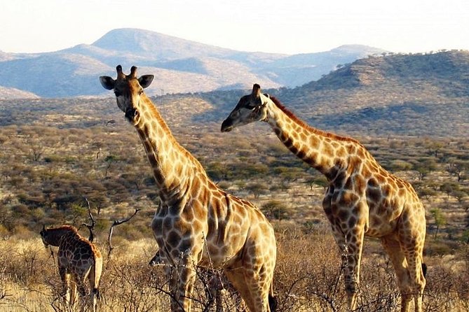 Scenic Game Drive Activity - Why this makes sense from Windhoek
