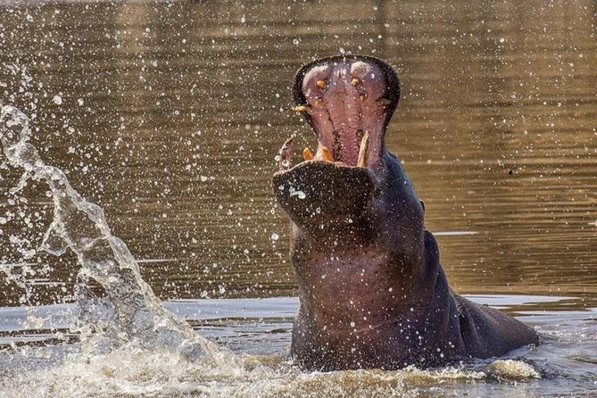 Scenic Game Drive Activity - Düsternbrook’s general drive covers a wide range