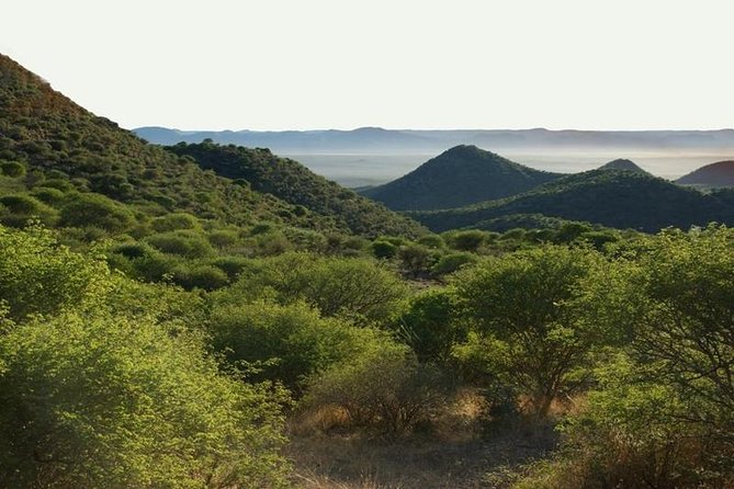 Scenic Game Drive Activity - The cat feeding session gives the afternoon its edge