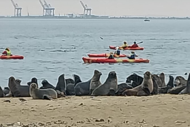 Seal Kayaking at Pelican Point from Swakopmund - From Swakopmund to Walvis Bay Lagoon